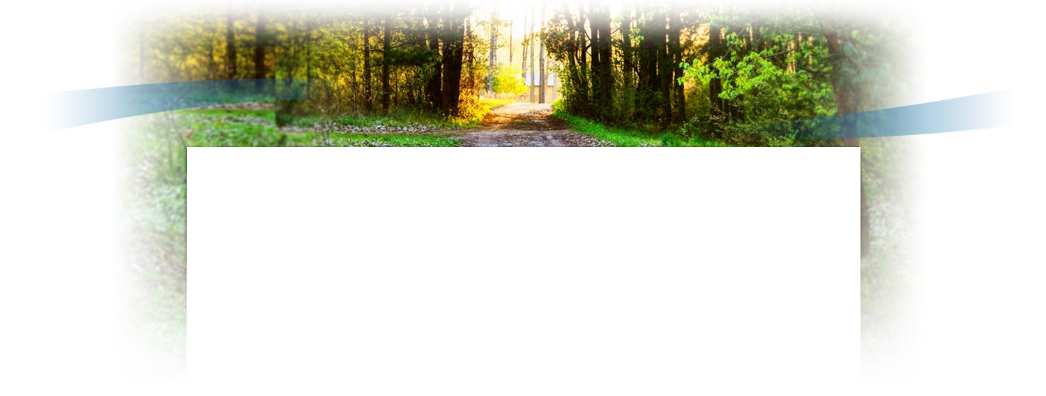 Chemin dans la foret Chemin dans la foret